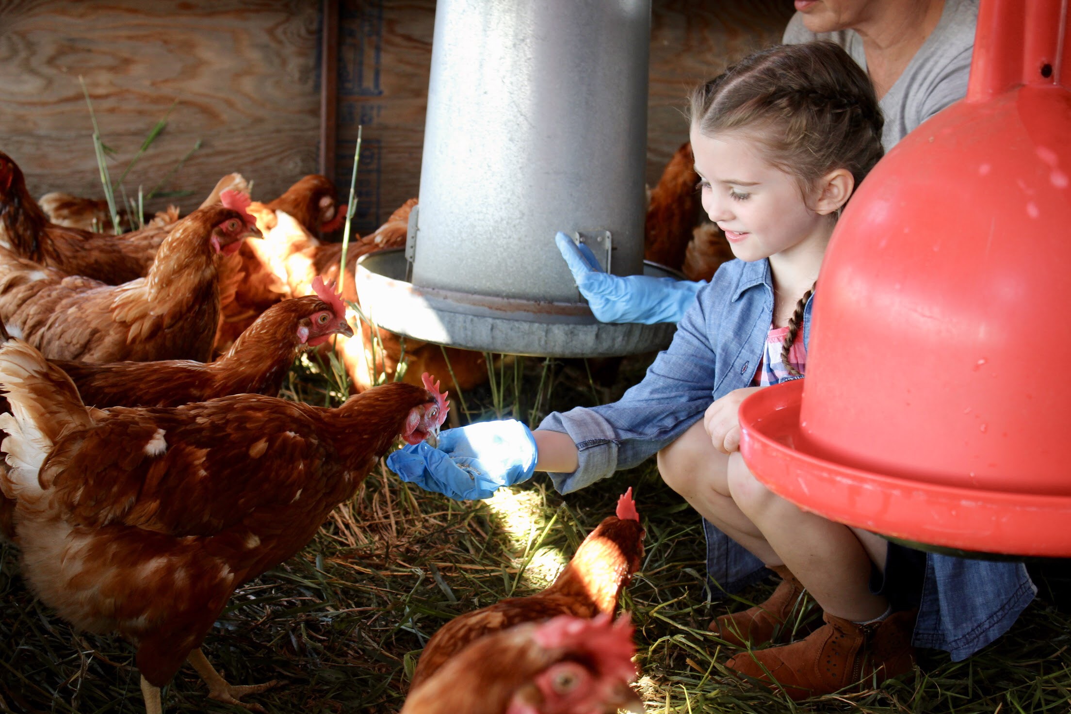Sunworks Farm: Home to Happy Hens
