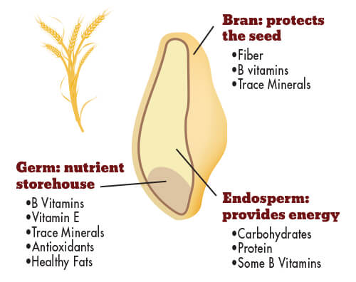 Whole Grain Nutrition Graphic Segment