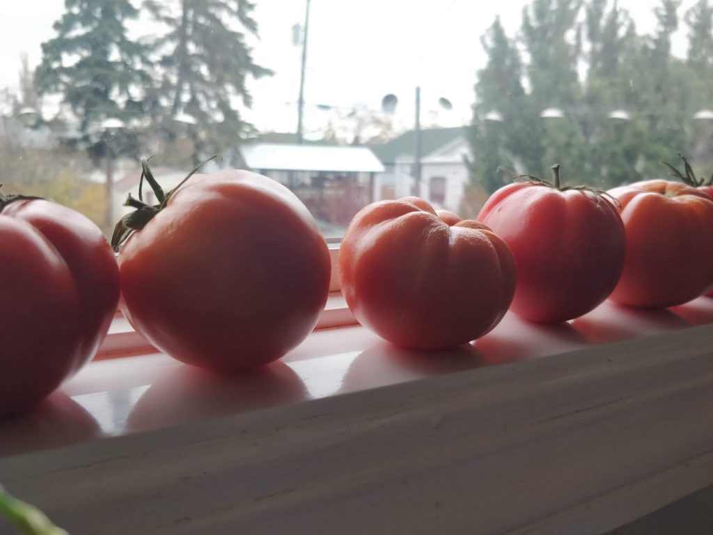 Tomatoes Sauce Deanne Ferguson